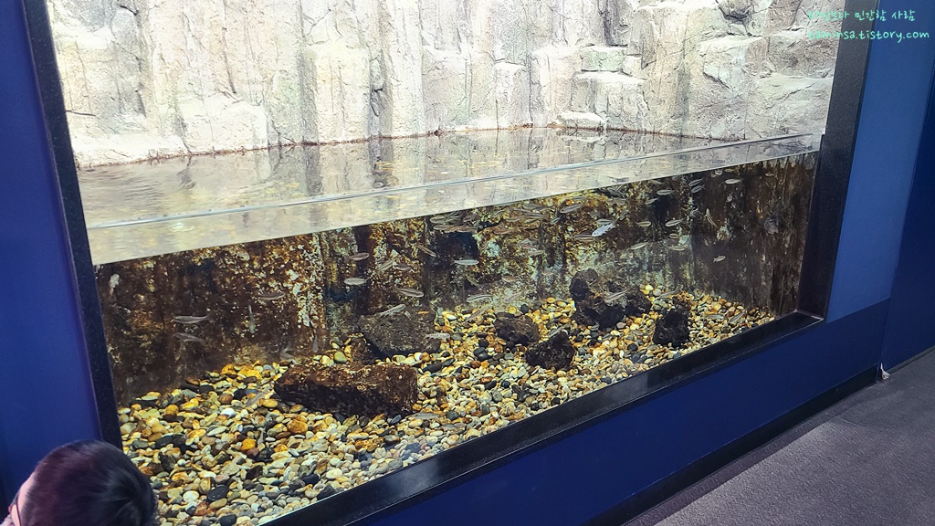 삼척-민물고기전시관