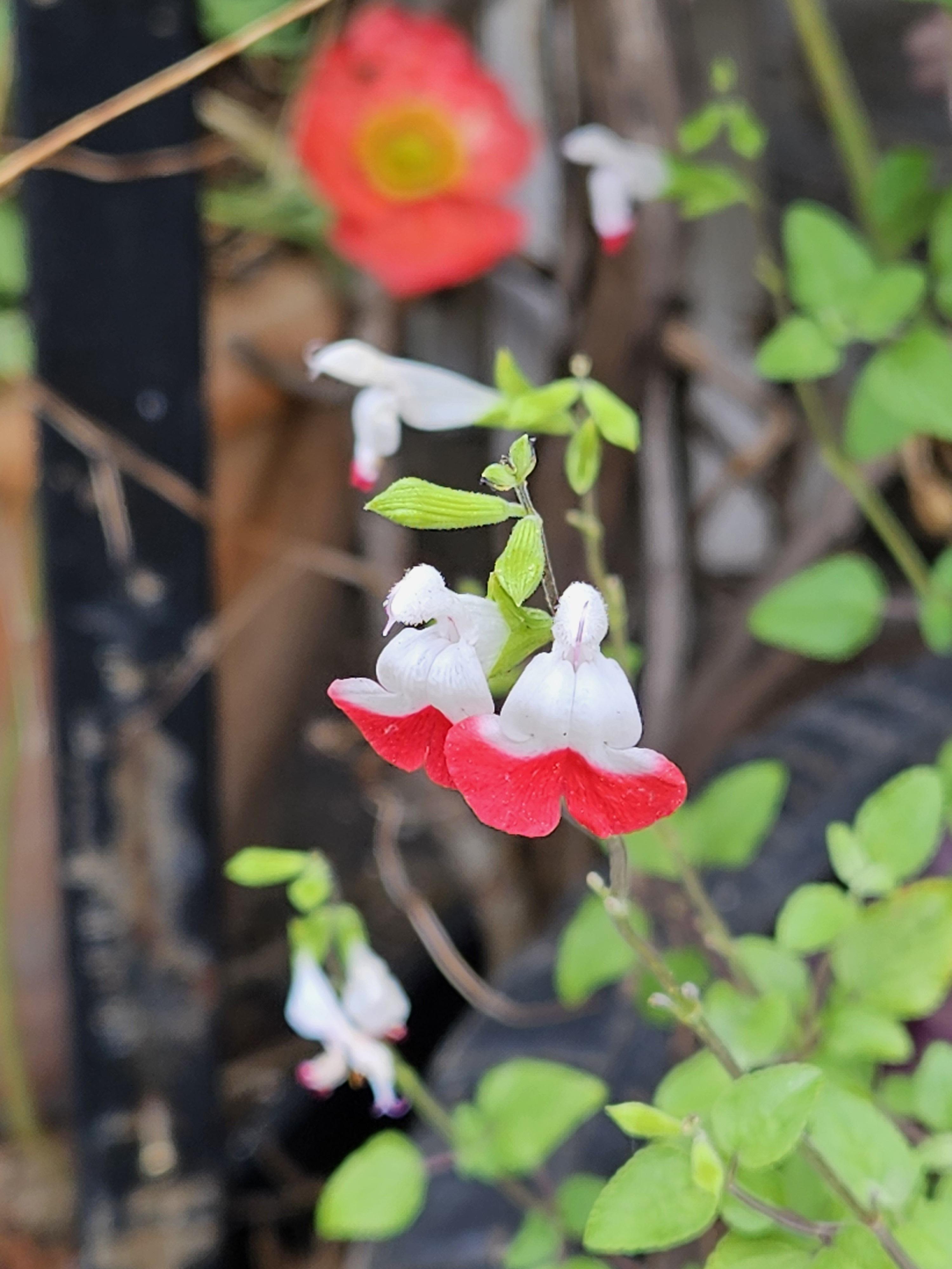 붉은 색과 흰색으로 이뤄진 예쁜 꽃