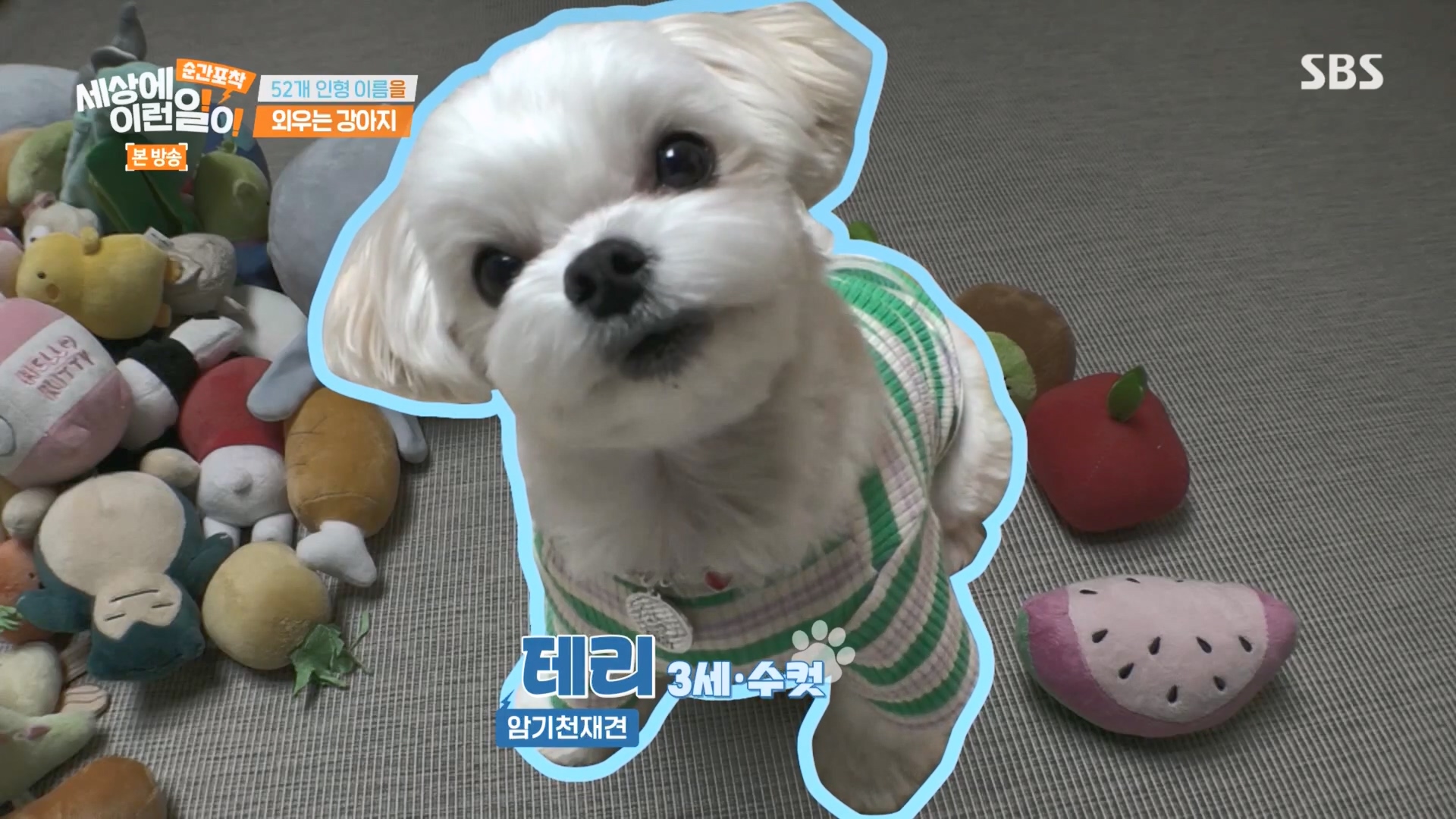 순간포착 세상에 이런일이.E1266.240224p.H264-F1RST.mp4_20240225_155719.955.jpg