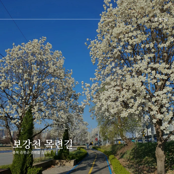  [증평/청주 근교 목련길] 보강천 목련길_무지무지 큰 목련나무와 벚꽃까지/3월 말 방문('23.3.26)