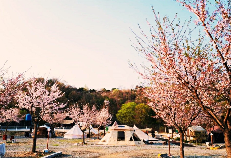 봄-캠핑장