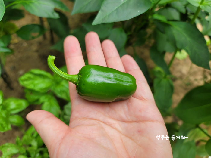 아파트 정원작물 할라페노 고추 재배, 고추씨 심기, 묘목 심기, 수확, 피클 만들기 14