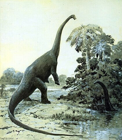 Restoration of a rearing Diplodocus by Charles R. Knight&#44; 1911