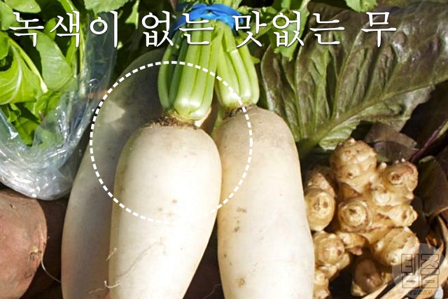 맛있는 무 고르는 법, 바람든 무 구별법, 깍두기 김장 김치, 생활 팁줌 매일꿀정보