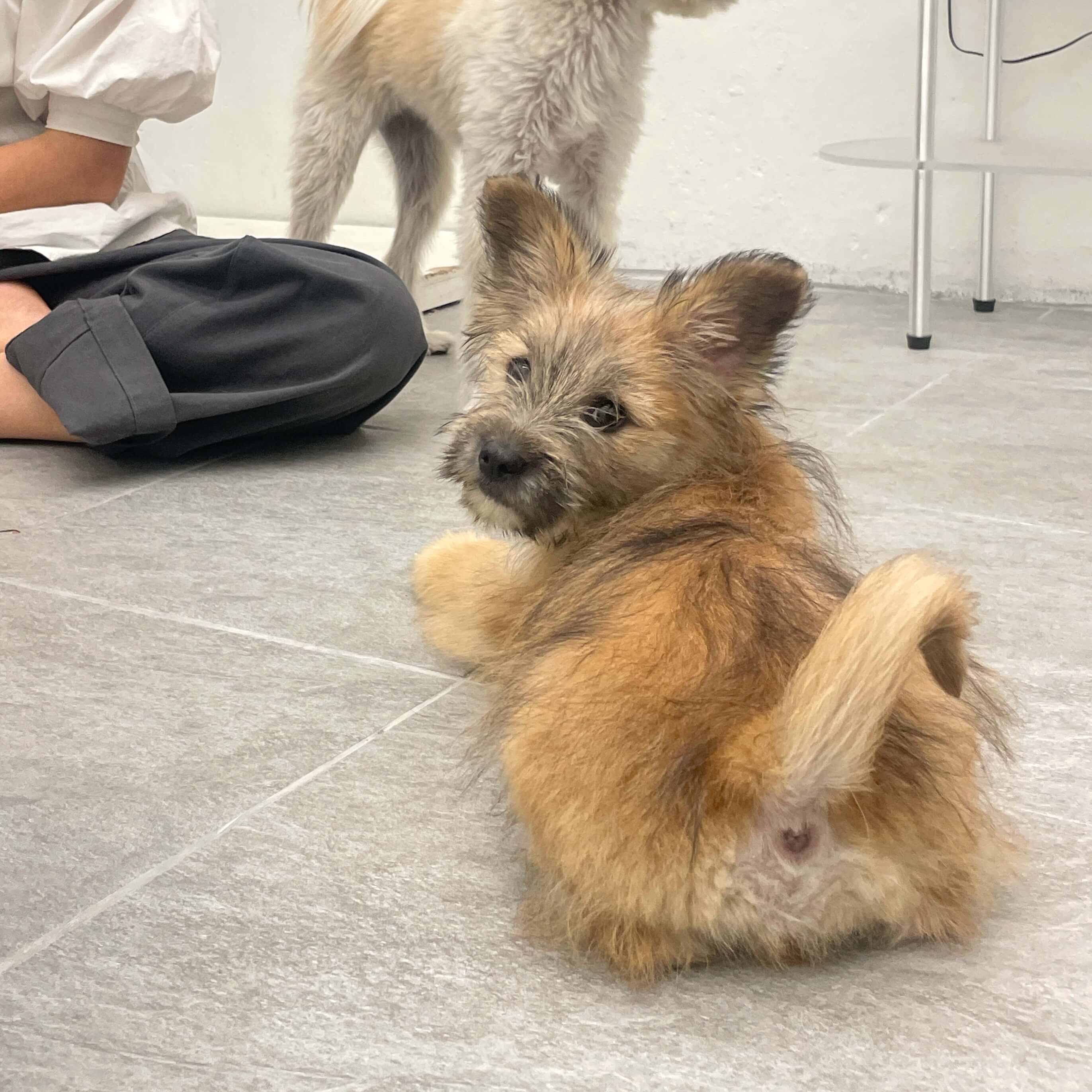 귀여운애