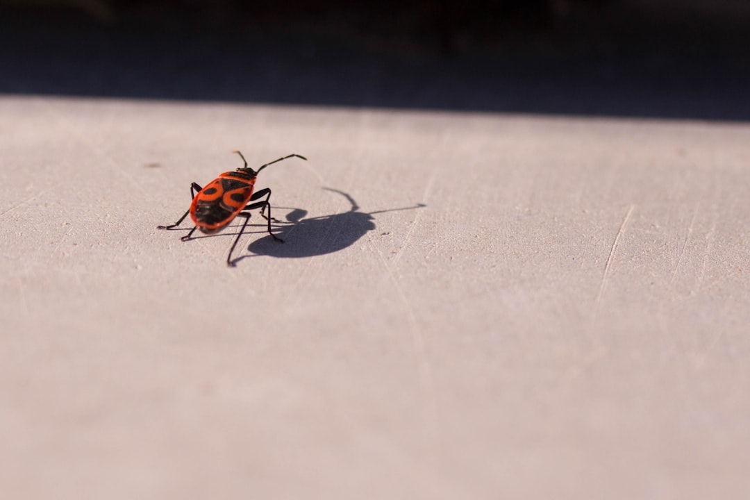 Cockroach