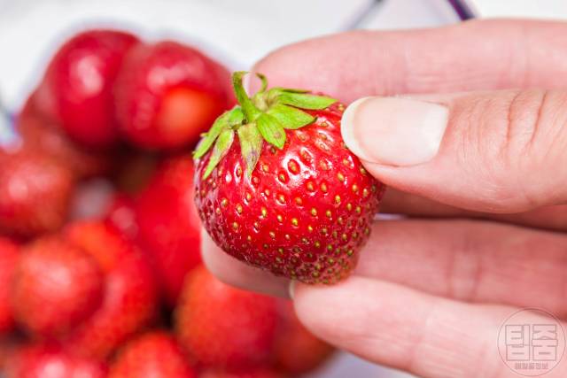 딸기 효능,장내 미생물 다이어트,천연 주름개선 화장품