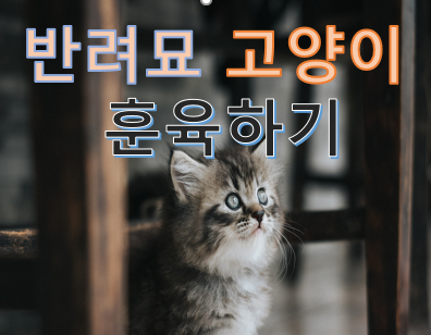  반려묘 고양이 훈육하기
