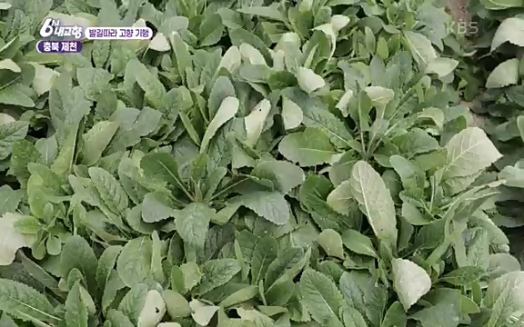 [7612회] 6시 내고향 - KBS7612회] 6시 내고향.ts_20220912_174130.389.jpg