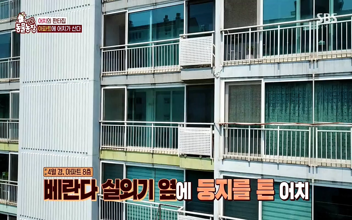 TV 동물농장.E1075.220627p-NEXT.mp4_20220626_175603.761.jpg