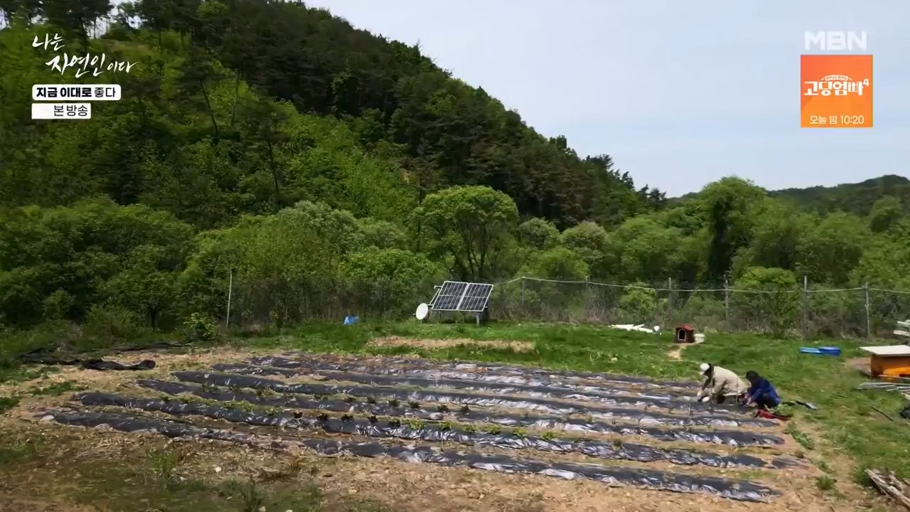 나는 자연인이다.E605.240516p-NEXT.mp4_20240516_194935.860.jpg