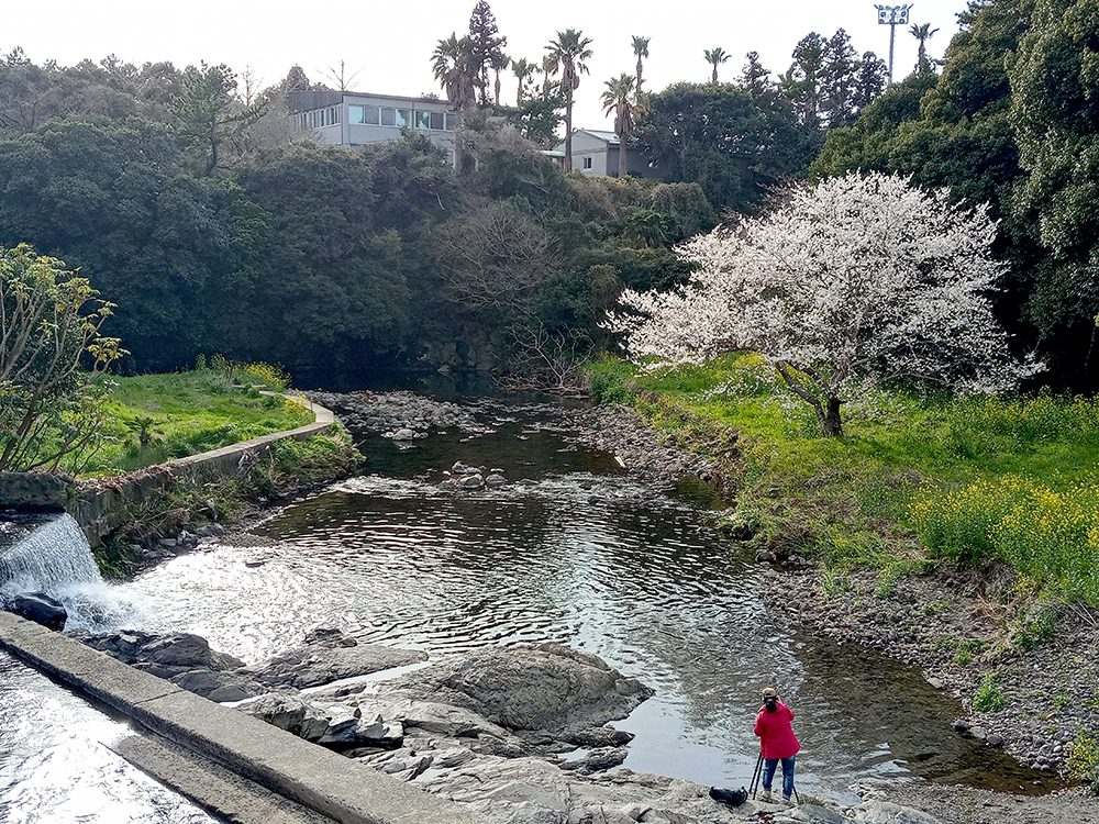 인싸들이 찾는 서귀포 핫플레이스 걸매생태공원 벚꽃길