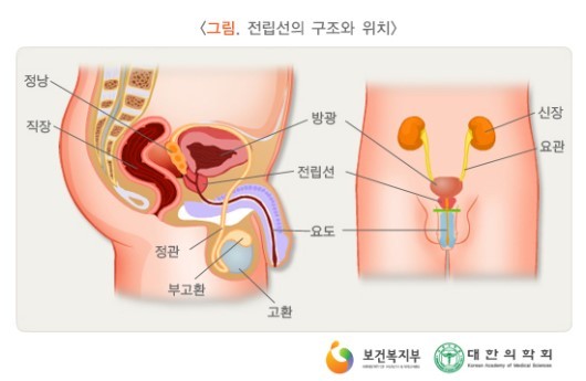 전립선-구조-위치