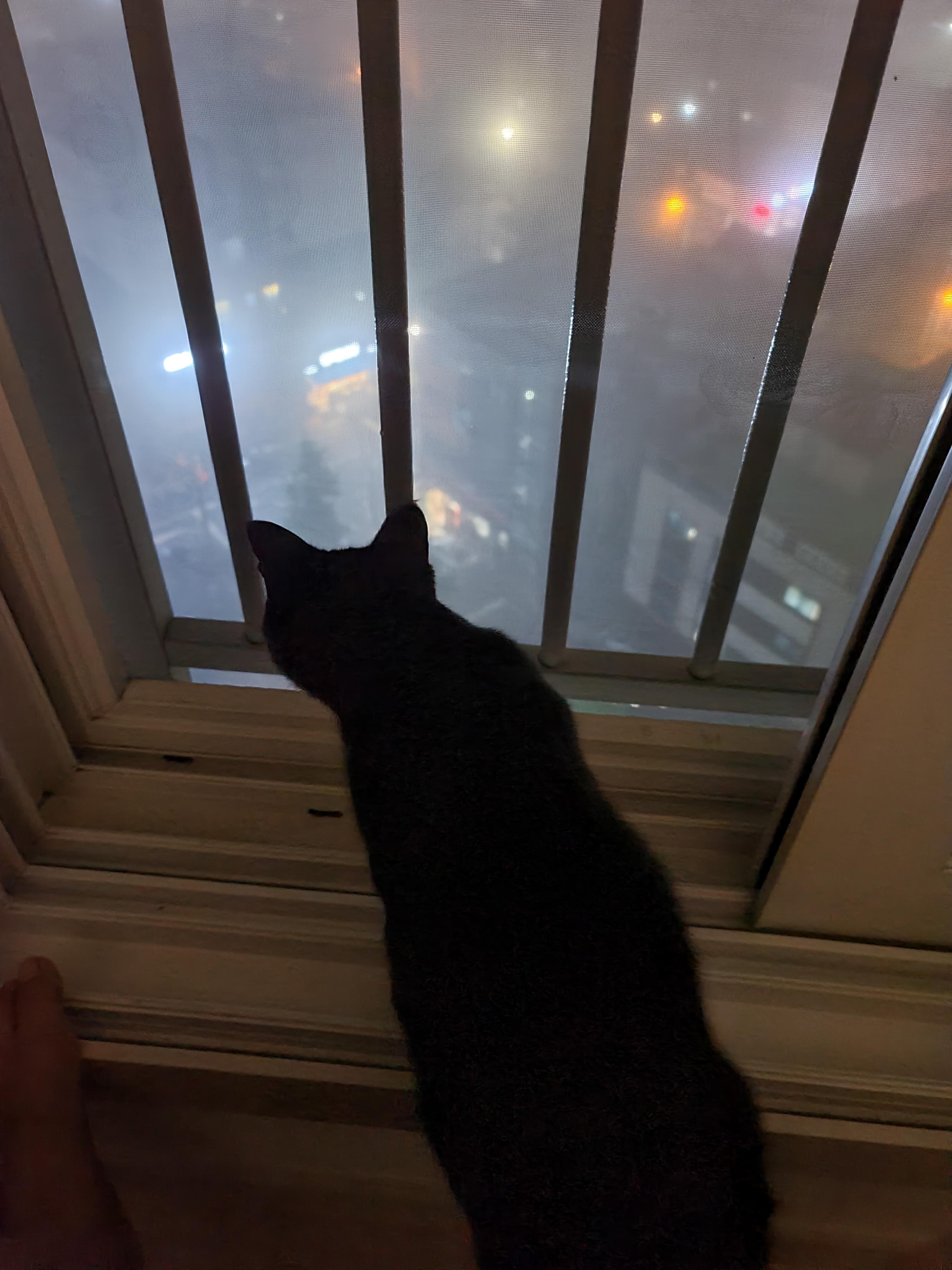 실시간. 밤안개 구경하는 올블랙 고양이 건이와 나.