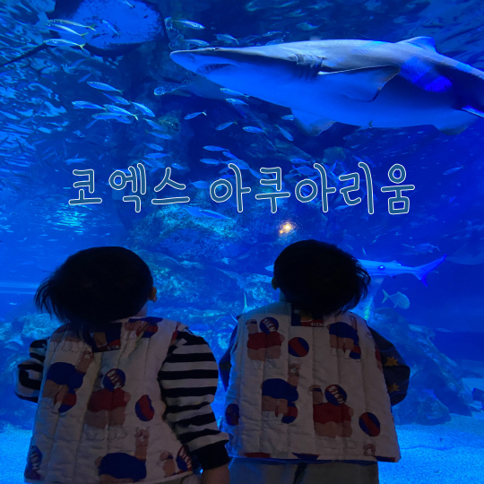 아이랑 코엑스 아쿠아리움