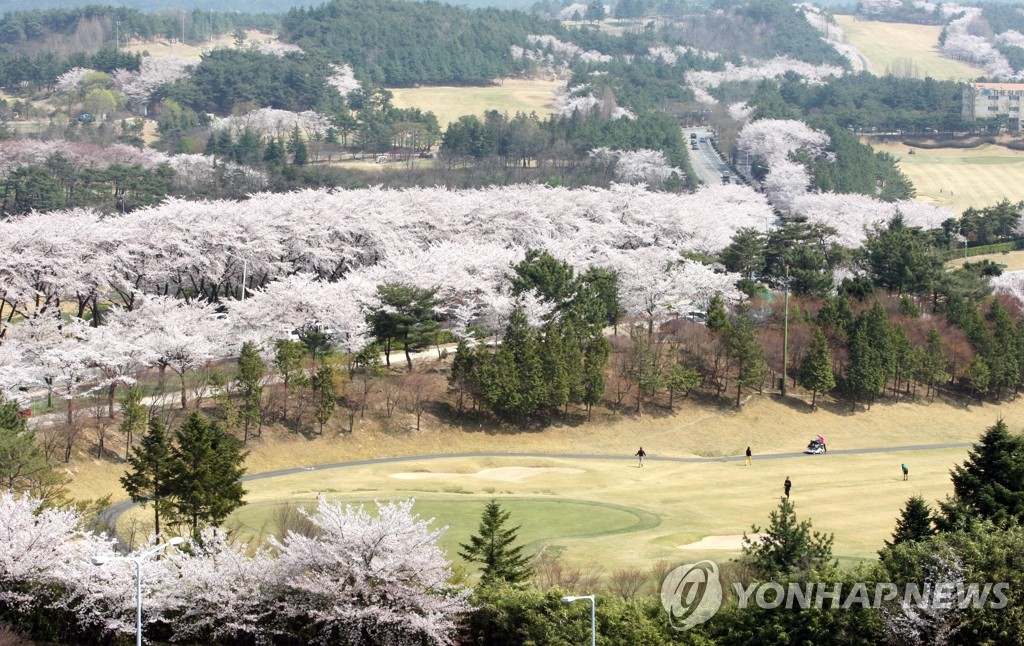 경주 벚꽃축제 벚꽃명소 벚꽃마라톤 대회