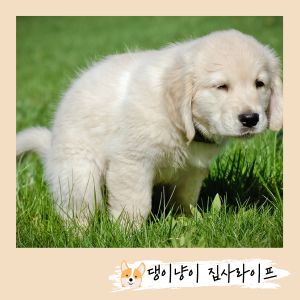새끼-강아지-배변