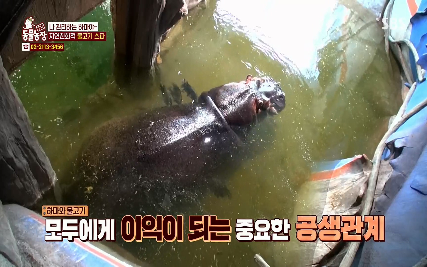TV 동물농장.E1067.220501p.H264-F1RST.mp4_20220501_182007.152.jpg