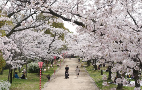 니시노마루 공원 벚꽃 사진