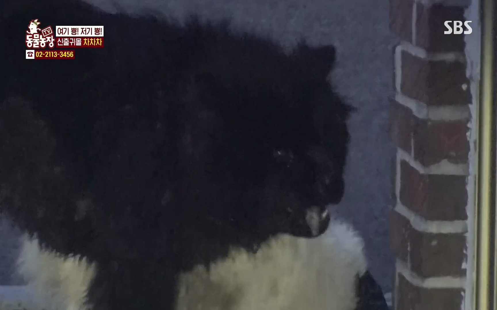 TV 동물농장.E1063.220403p.H264-F1RST.mp4_20220403_175111.322.jpg