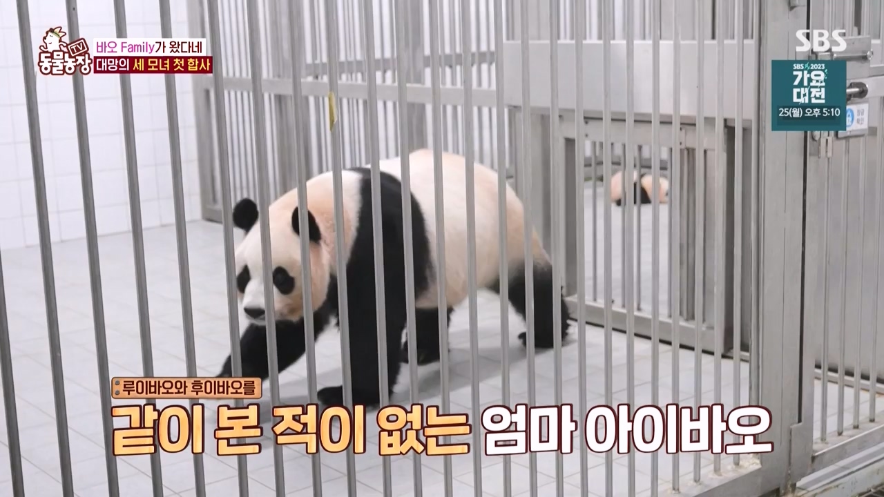 TV 동물농장.E1150.231218p-NEXT.mp4_20231217_171347.312.jpg