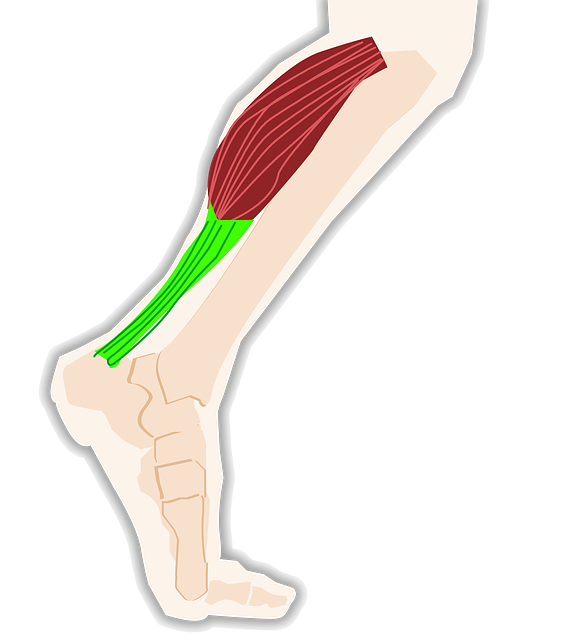 종아리(하퇴)의 근육 muscles of leg