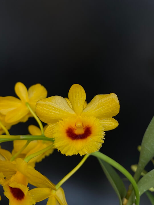 Dendrobium chrysotoxum var. suavissimum