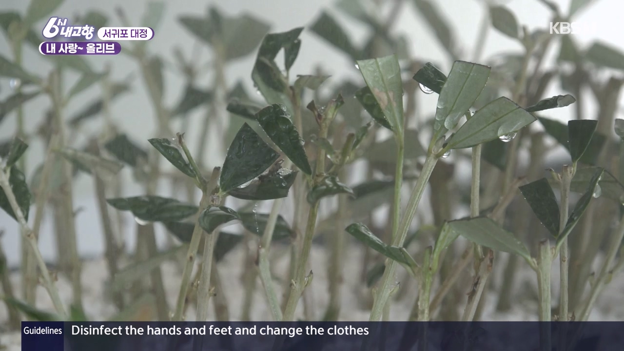 6시 내고향.E7910.231032p-NEXT.mp4_20231101_204600.850.jpg