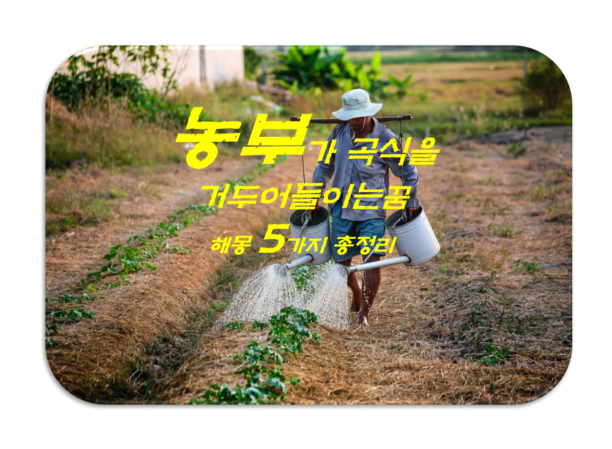  곡식꿈 해몽 6가지 총정리