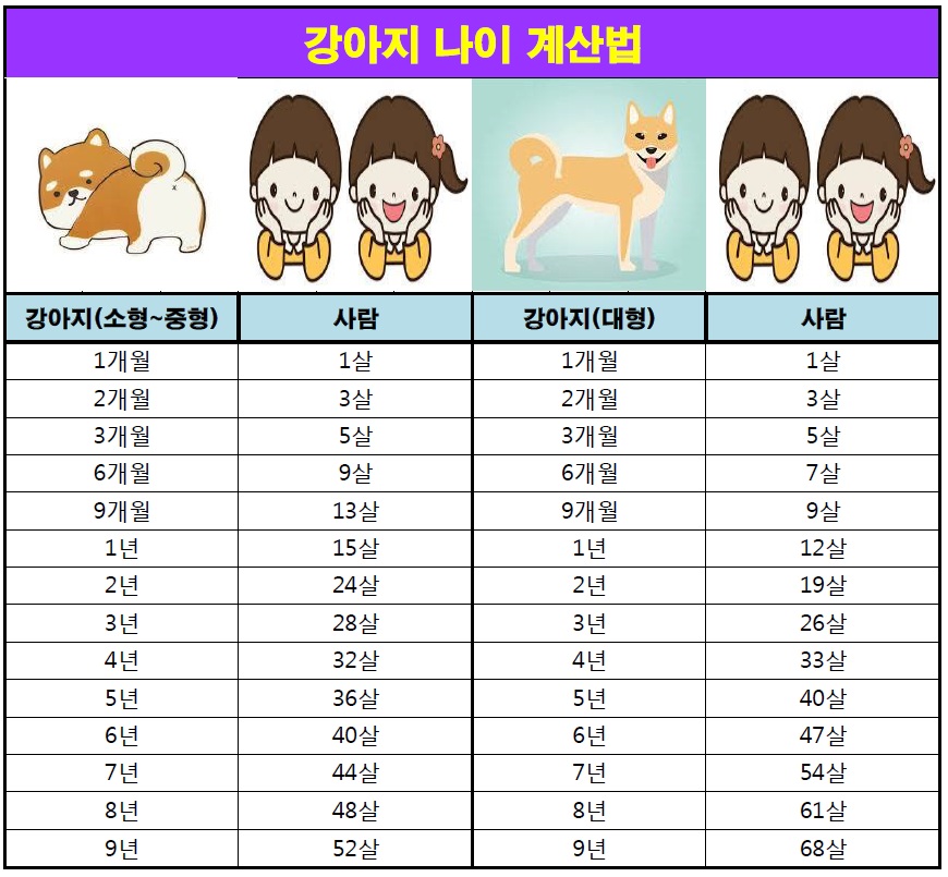  [강아지 나이 계산법] 강아지 나이 쉽게 확인하기!! (Feat. 나의 강아지는 몇살?)