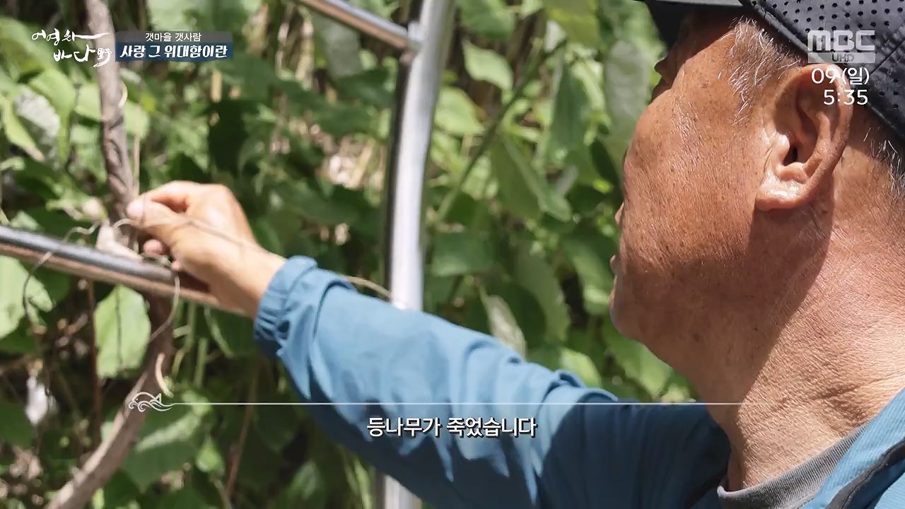 MBC 네트워크 특선 푸른백세 어영차 바다야.E1684.240610p-NEXT.mp4_20240611_203120.869.jpg