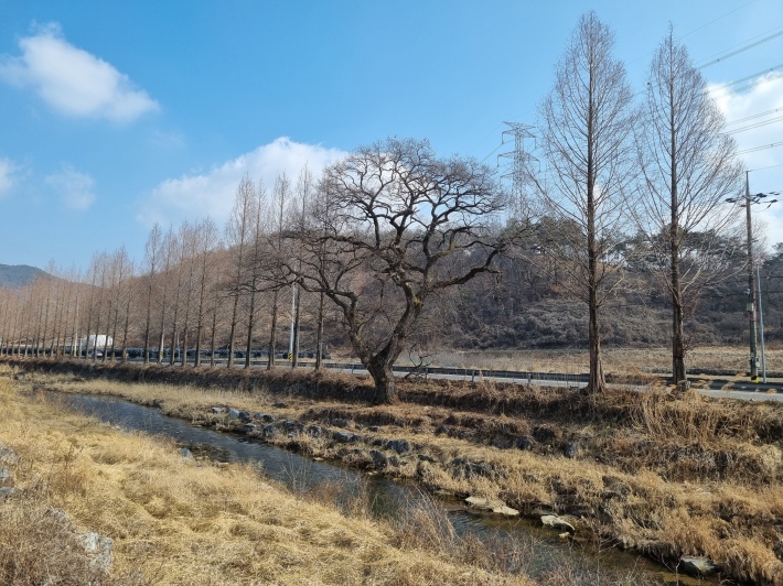 가로수