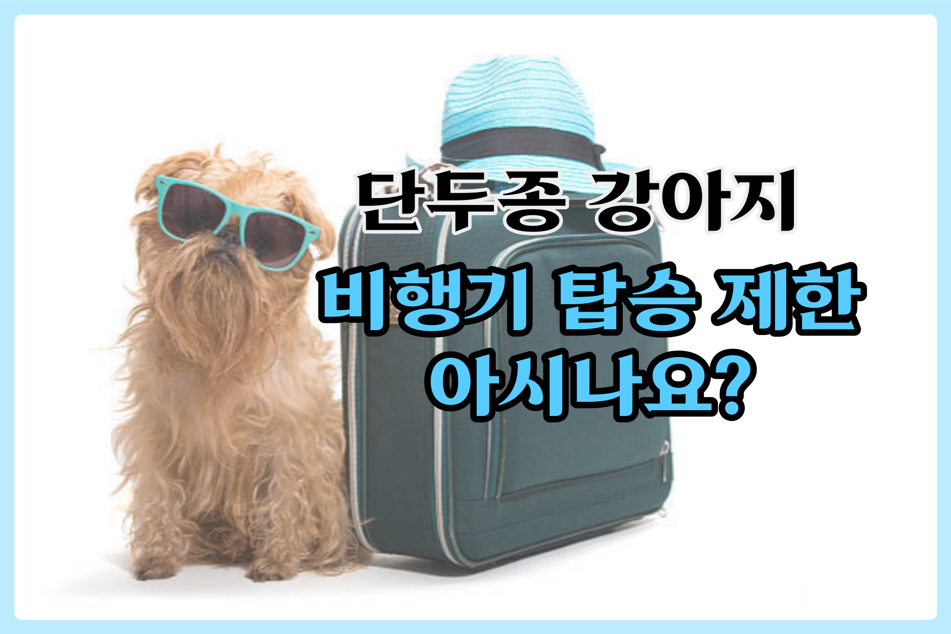  단두종 강아지 비행기 탑승 제한 알고 계세요?