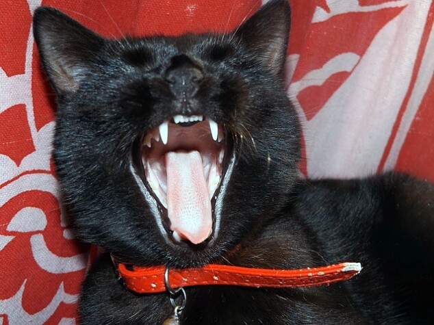 고양이-이빨-구강-치아