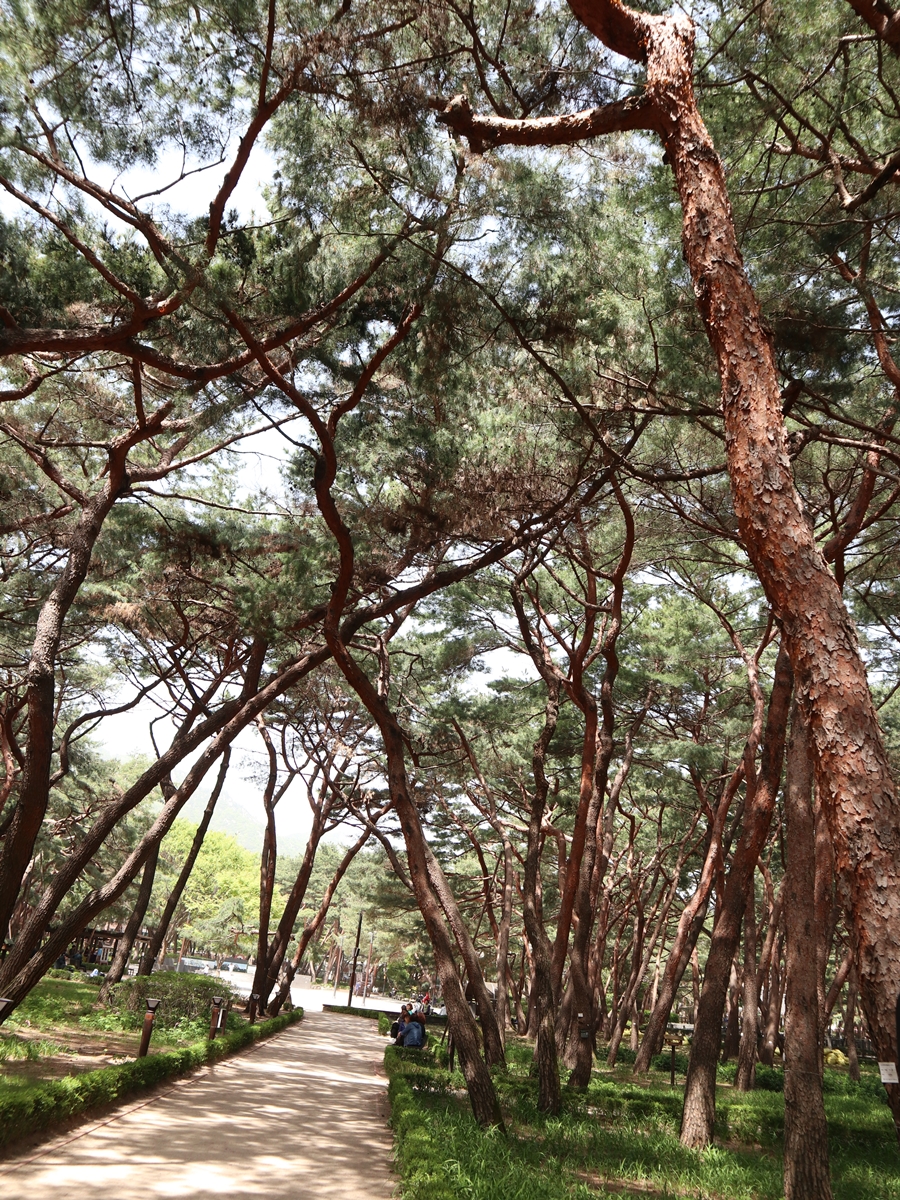 솔밭근린공원-소나무숲길