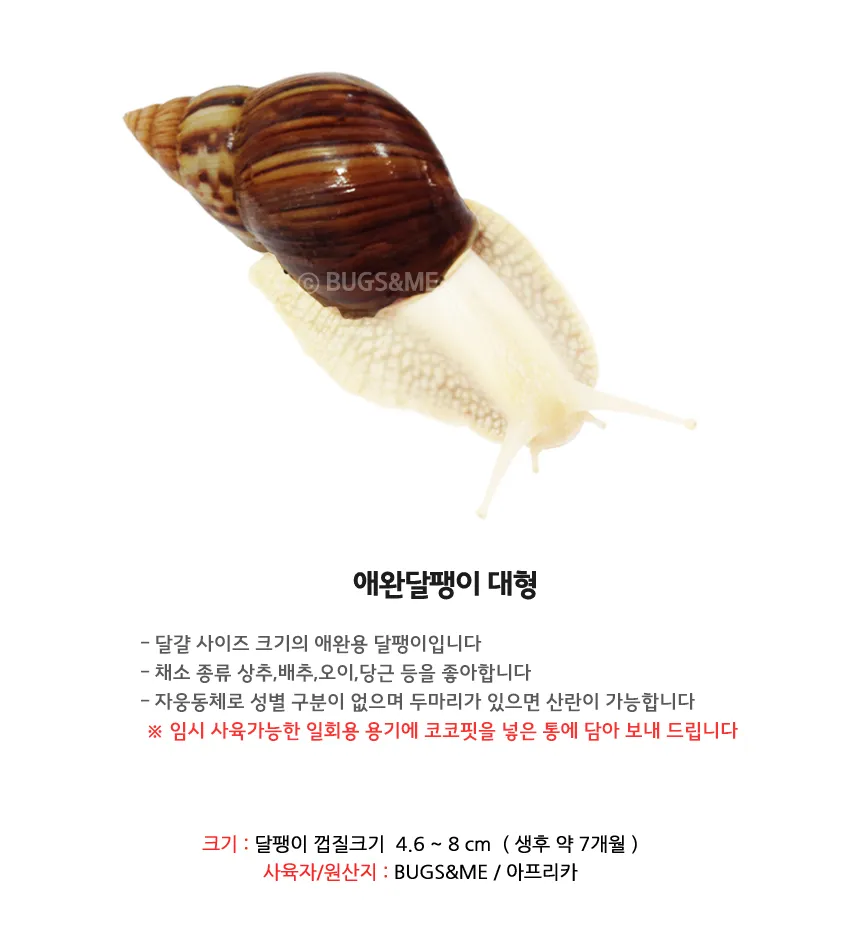 백와달팽이 가격 키우기 분양 수명 먹이 성격 종류_4