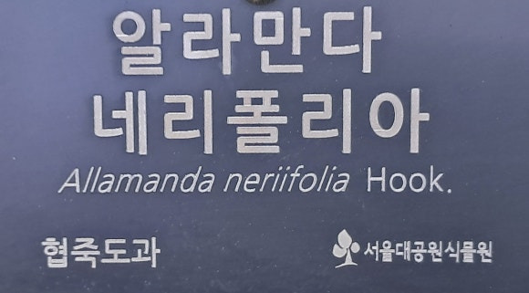 폴리아 이미지