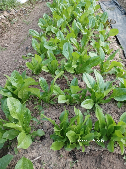 Rows of green leaf lettuce growing in a garden bed – rich in fiber and vitamin K, supporting digestion and bone health
(밭에서 자라는 초록잎 상추 – 식이섬유와 비타민 K가 풍부해 소화 기능과 뼈 건강에 도움을 줌)