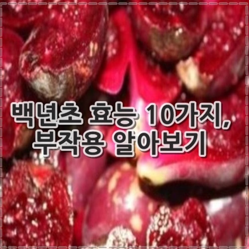 백년초 효능 10가지, 부작용 정리