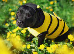 꿀벌 옷을 입은 강아지