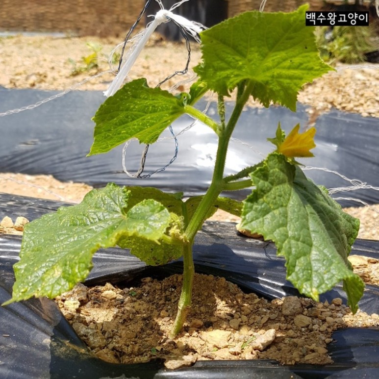 다다기오이 순치기 3