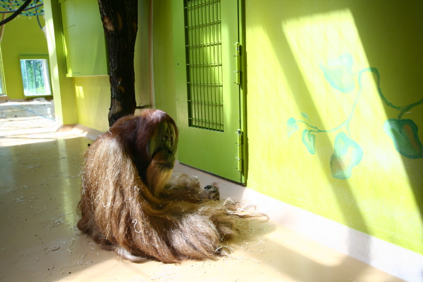 독일뮌헨-헬라브룬동물원-원숭이