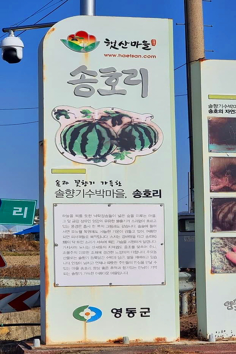영동 솔향기 수박마을
