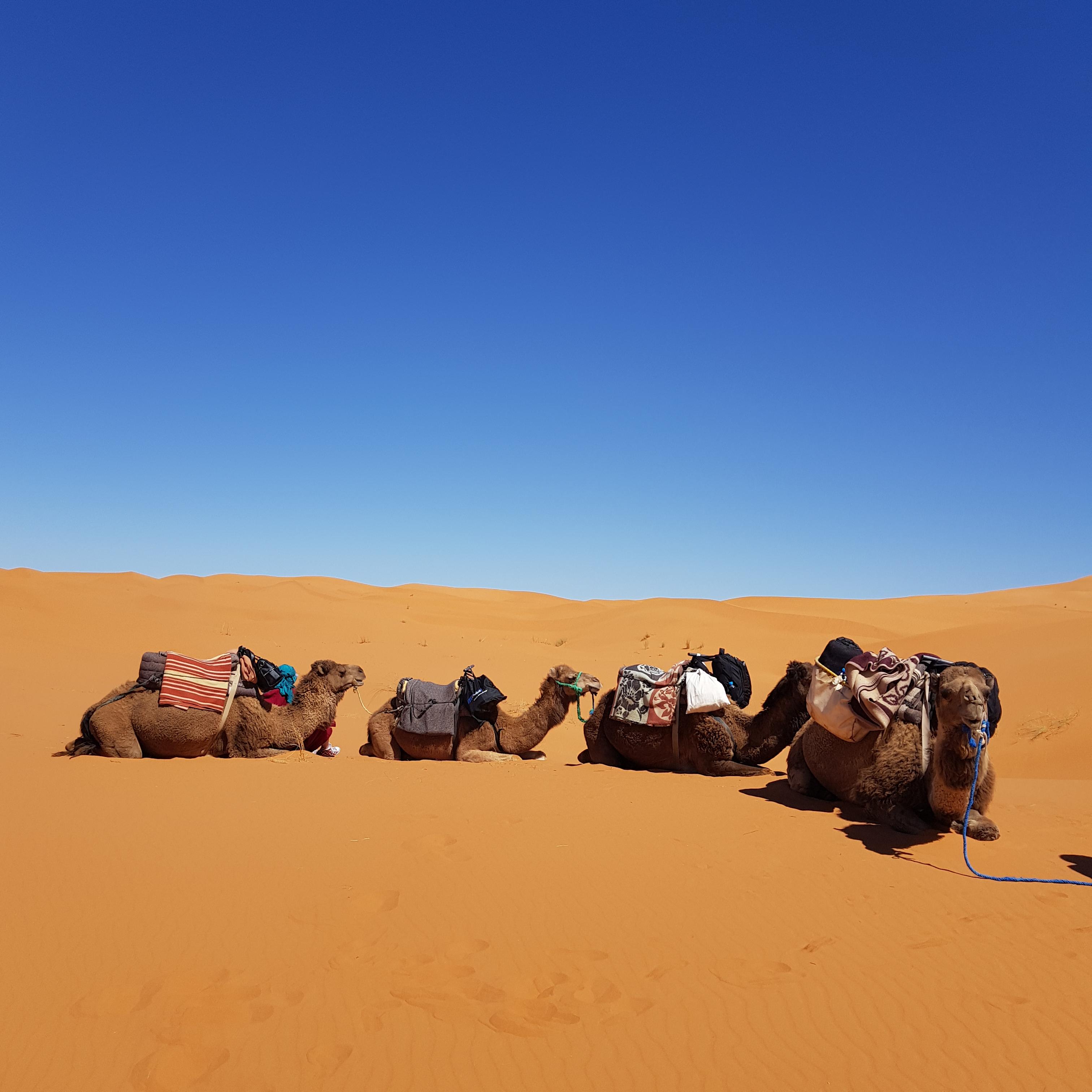 사막에 누워있는 낙타 사진