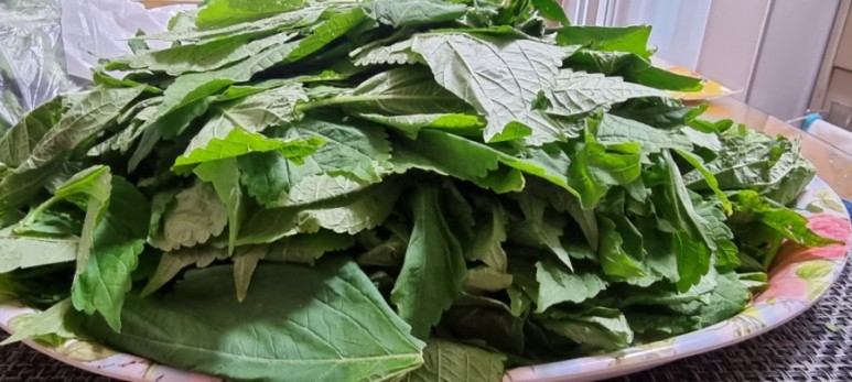 7월제철반찬 깻잎순나물볶음