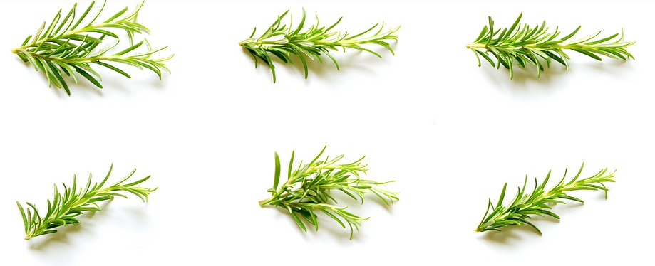  로즈마리 효능 9가지