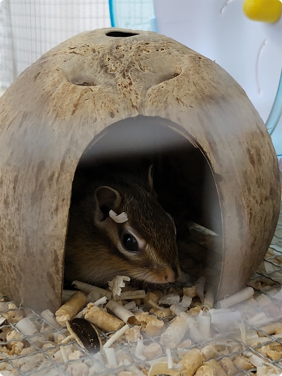 코코넛 집에 다람쥐