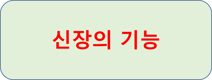  신장의 건강을 유지해주는 음식들
