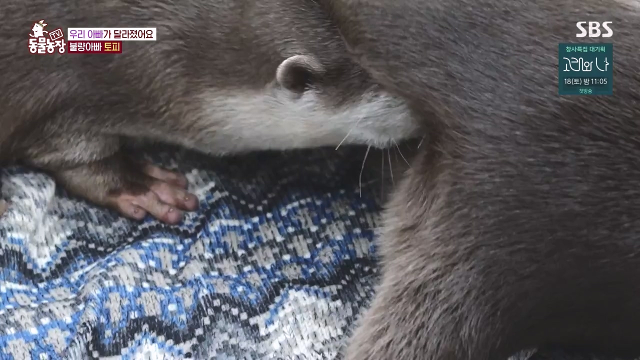 TV 동물농장.E1145.231113p-NEXT.mp4_20231112_173439.414.jpg