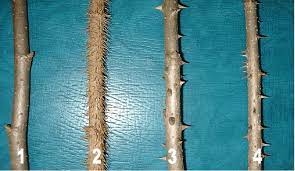 가시오가피의 12가지 장점 26